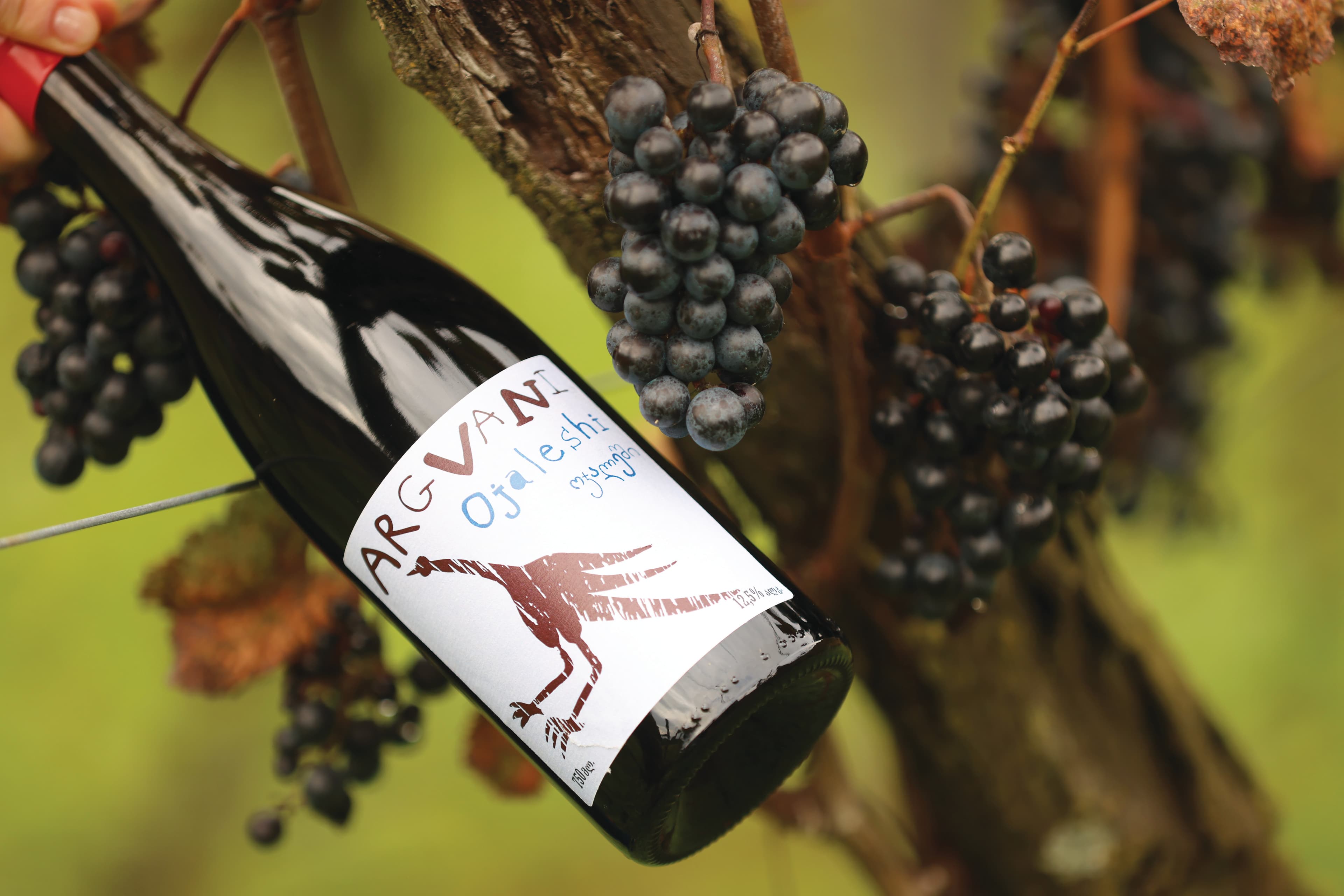 From Dream to Wine